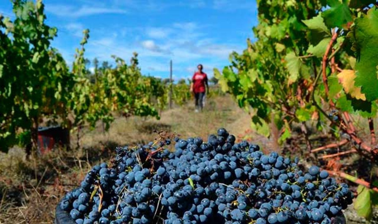 Häufig verwendete Traubensorten in portugiesischen Weinen