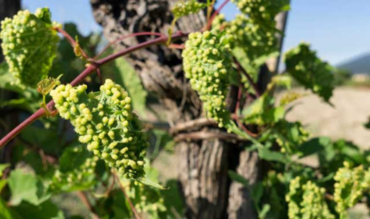 Phylloxera: Eine historische Pest in der Welt des Weinbaus
