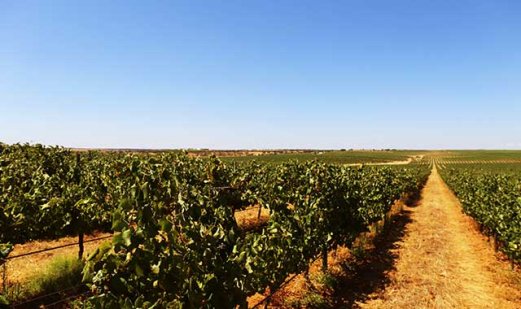 ¿Cuál es un buen vino portugués?