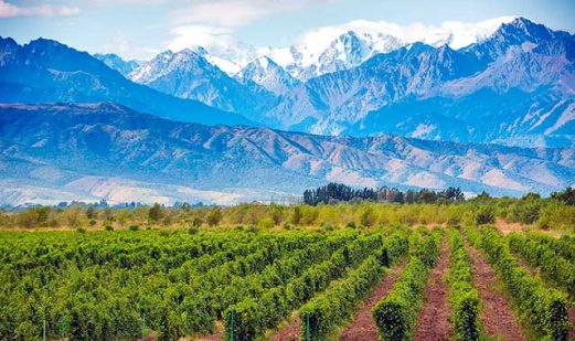 Genießen Sie den kräftigen Geschmack portugiesischen Weins: Entdecken Sie die Welt des Malbec