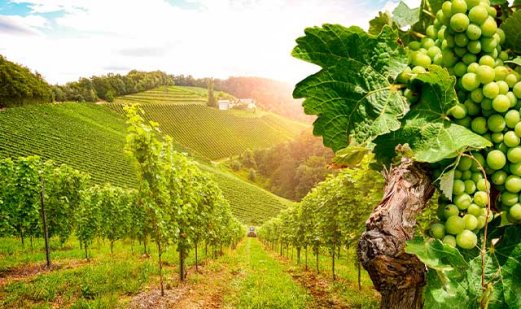 Acquistare Alvarinho: dove, quale e perché? Una guida completa ai vini portoghesi